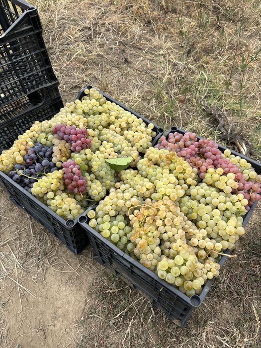 Vand struguri pentru vin