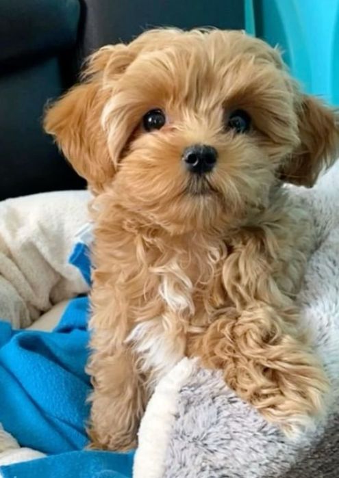 Maltipoo poodle mini toy apricot deschis