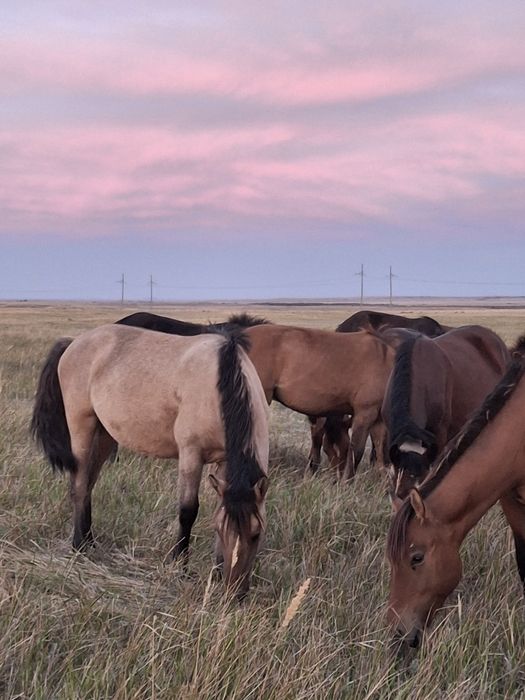 Таи 1,6 жасар.     .