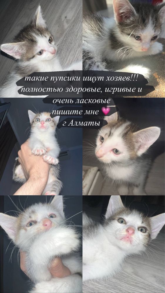 Котята ищут дом!