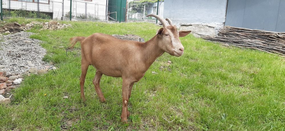 Capre alpine franceze
