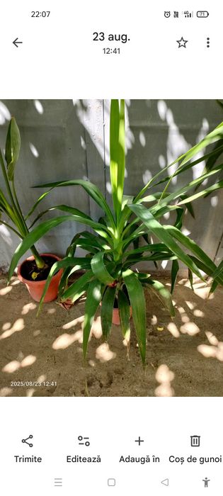 Vând floare yucca
