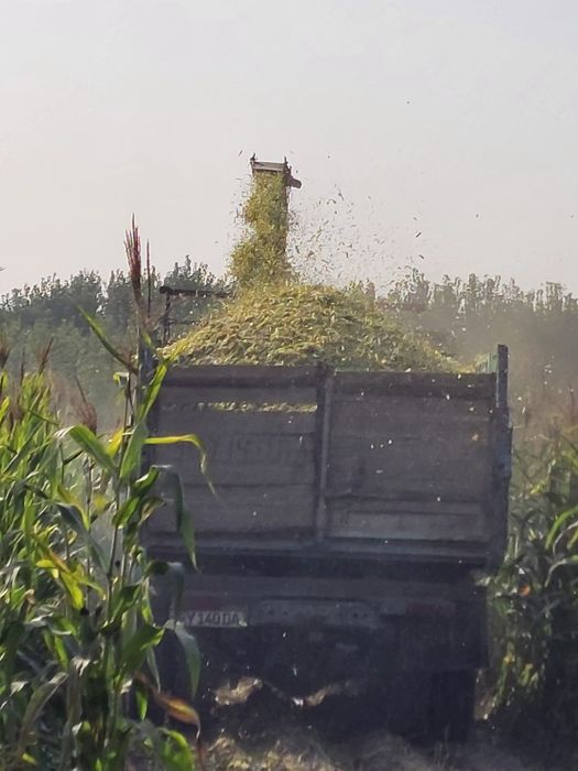 Maral silos kanbayn sotiladi