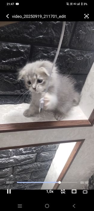 Mushuk sotiladi ..