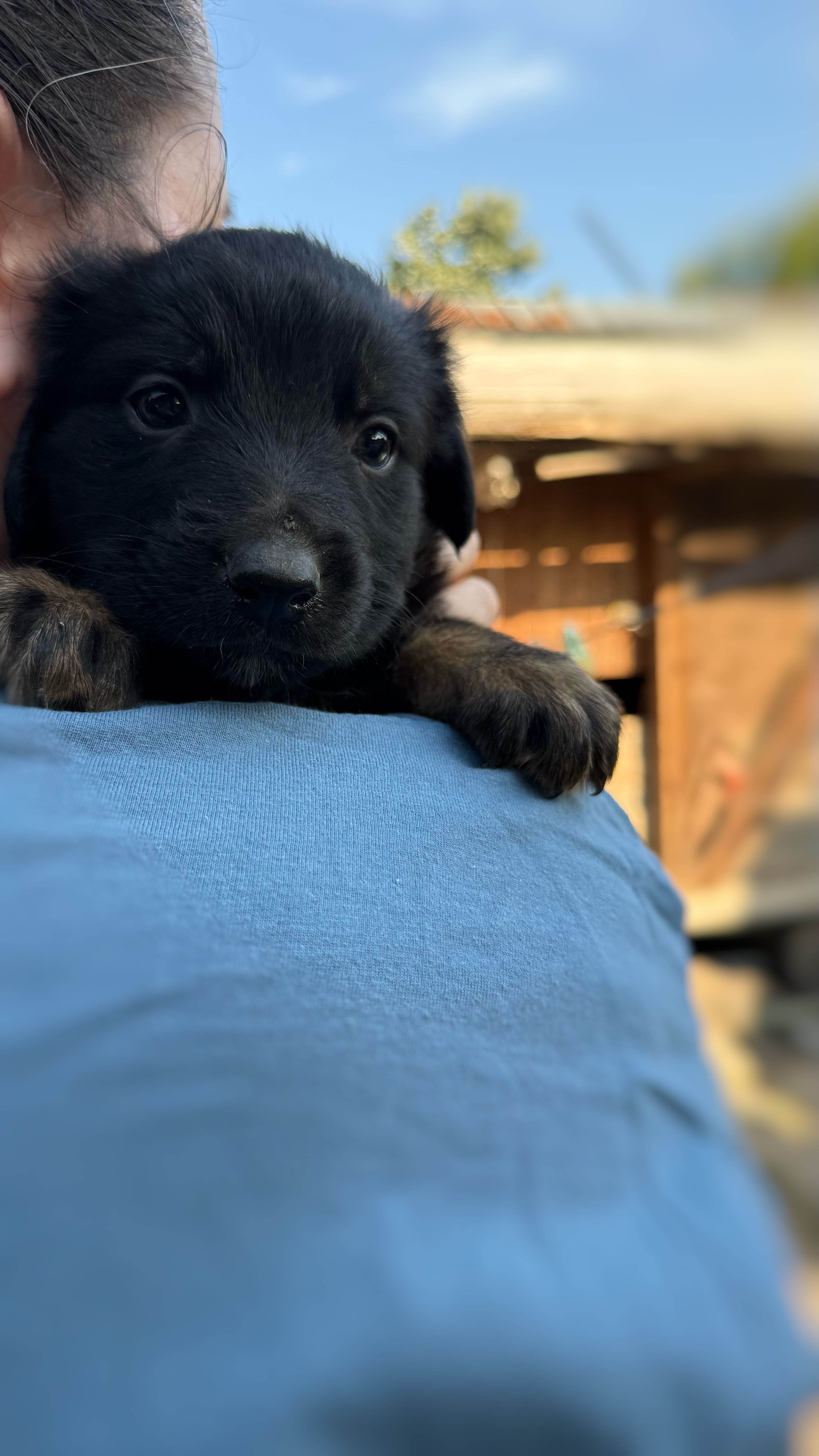 Cățeluși spre adopție