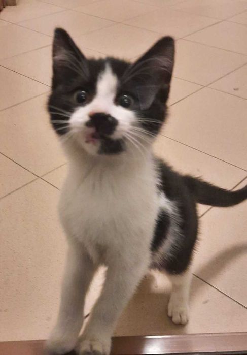 Pisicuta pentru adoptie