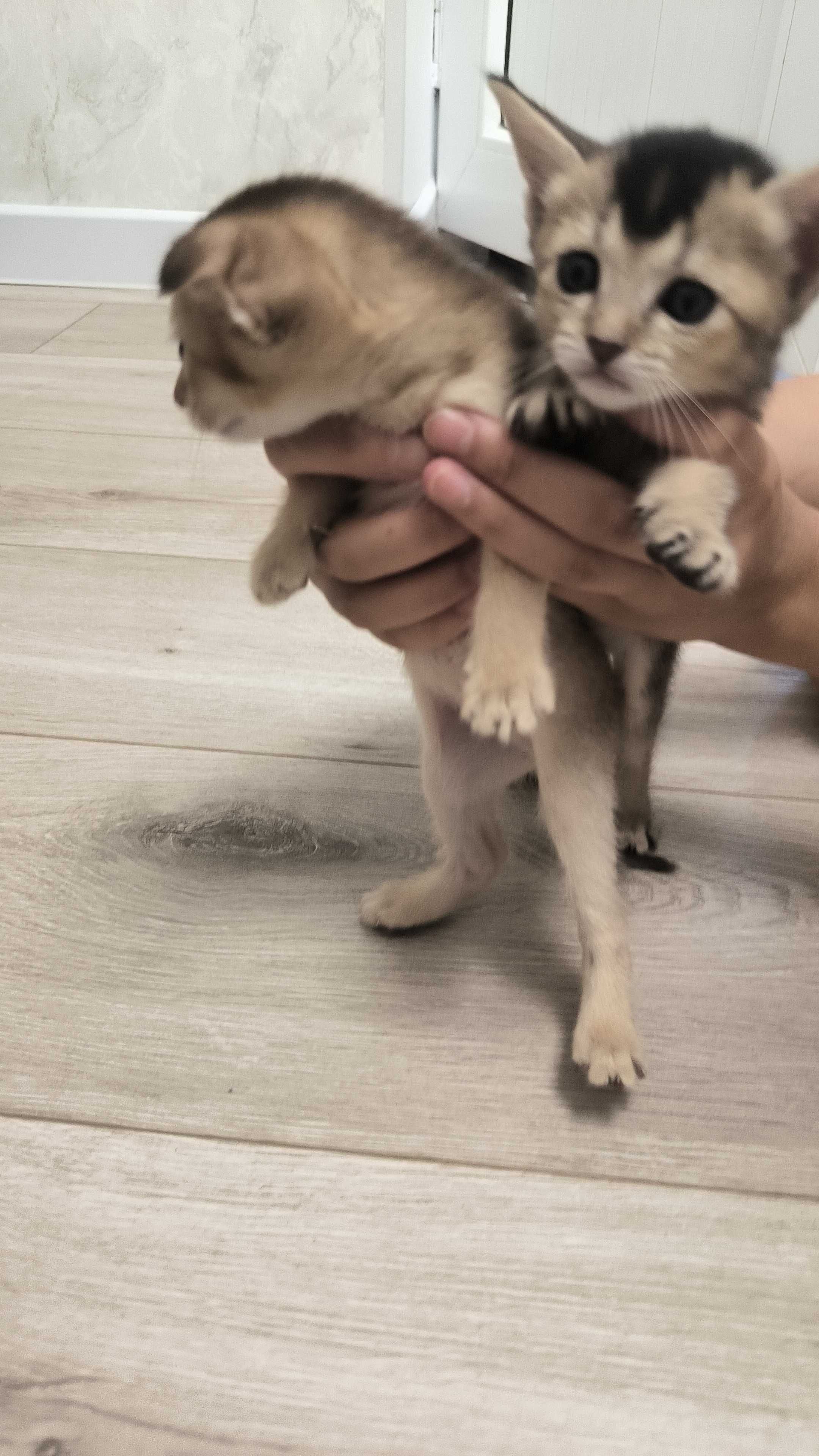 Купите Котят, которые украсят вашу повседневную рутинную жизнь