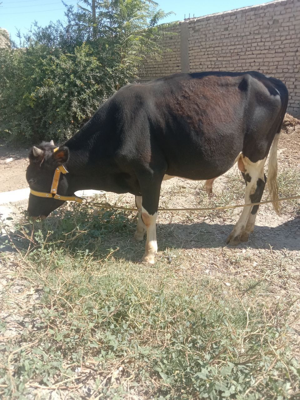 Buqacha sotiladi soglom