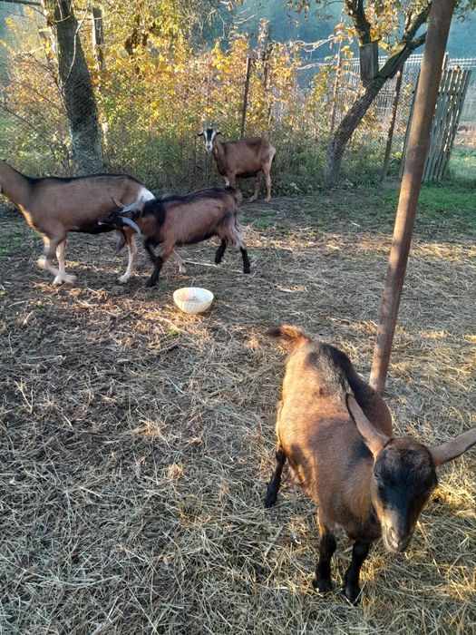 Capre rasă Alpină franceză de vânzare