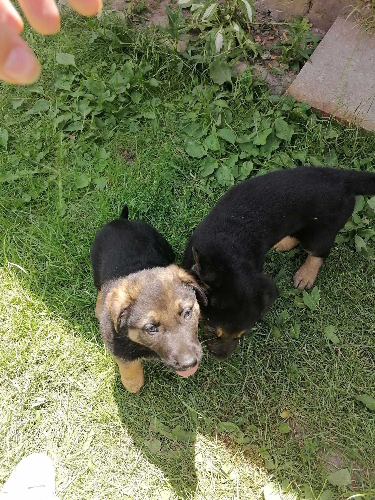 Adopție pui de câine masculi