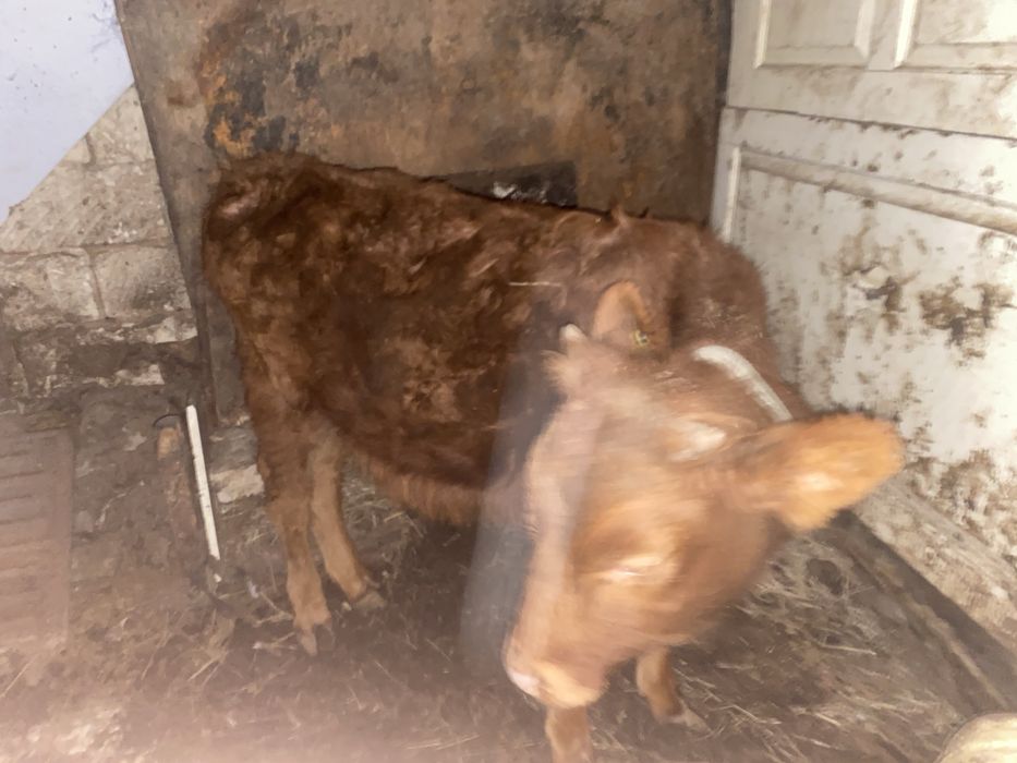 Баспақ актобе бағатын