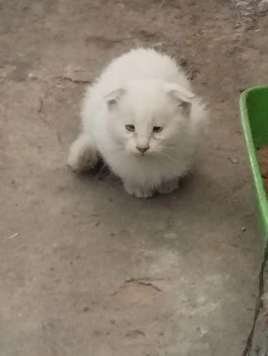 Котята от вислоушки