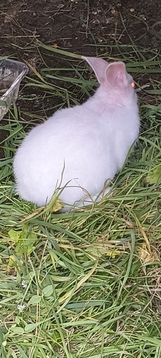 Vindem Iepuri Hycole