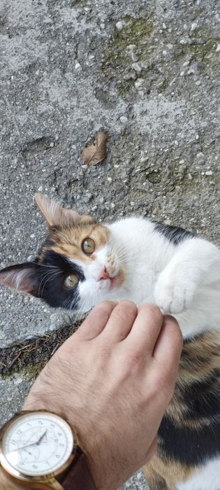 Donez pisica de curte