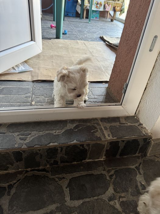 Bichon Maltez mini toy