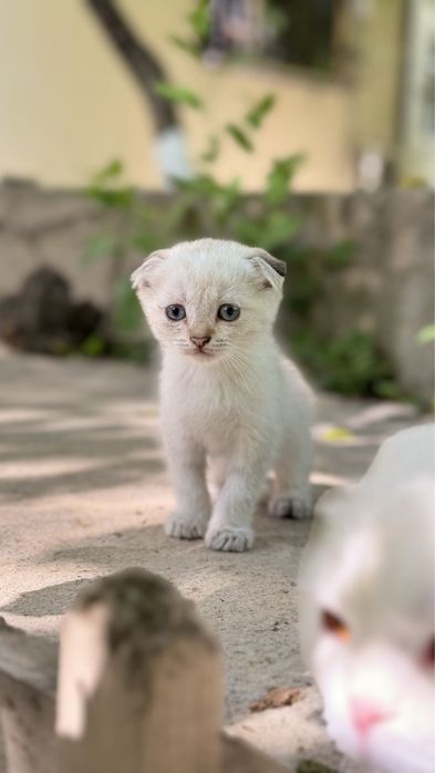 Скотш фолд девочка
