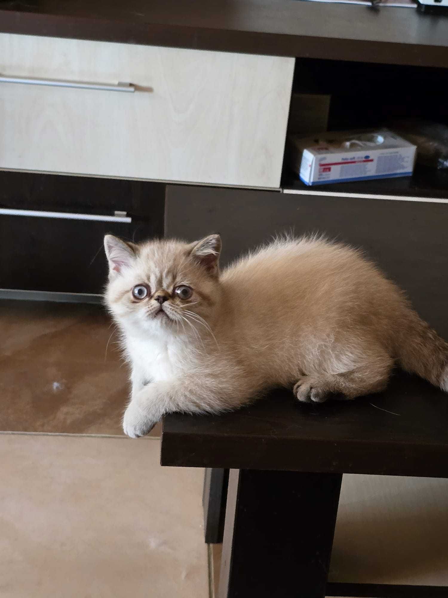 motanel  de rasa exotic shorthair