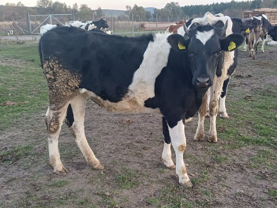 Vând 8 junici cu vârsta cuprinsa între 5 luni și un an