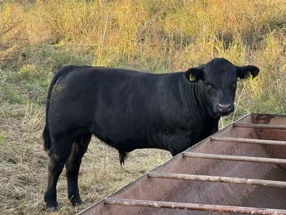 Vand vitei angus