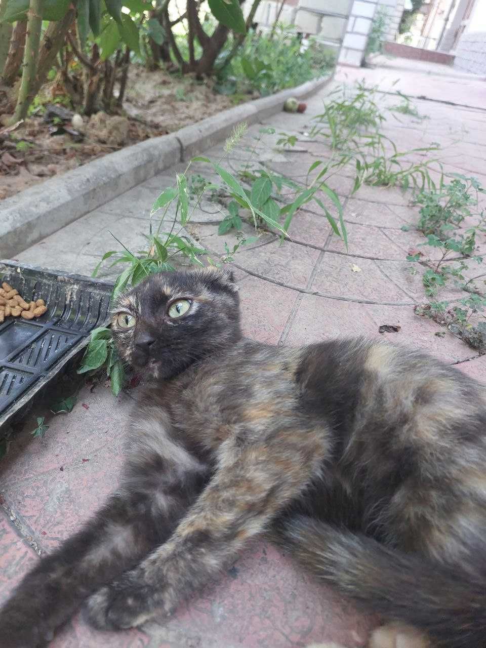 Отдам в добрые руки! Котёнок, девочка, ненавязчивое наблюдение!