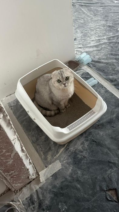 Отдам  даром кошка