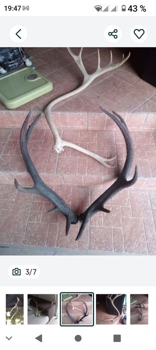 Vând coarne, trofeu