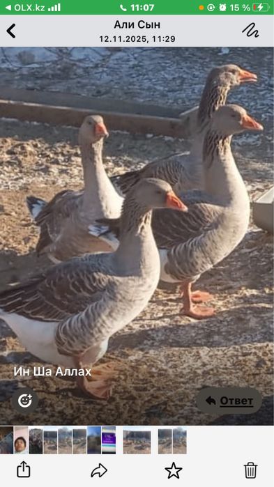 Гуси выращенные без ГмО не дорого