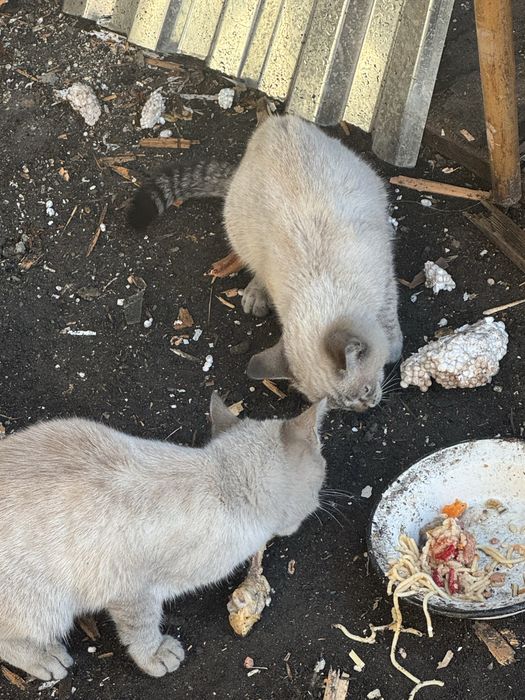 Домашние животные