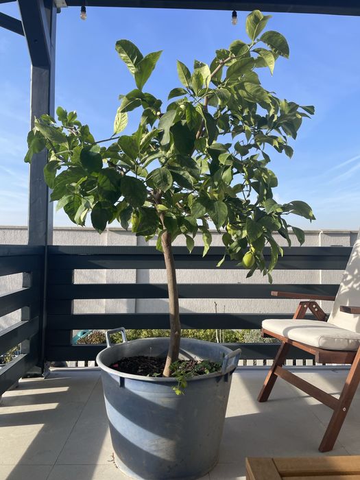 Lamai matur, 2m, toaletat