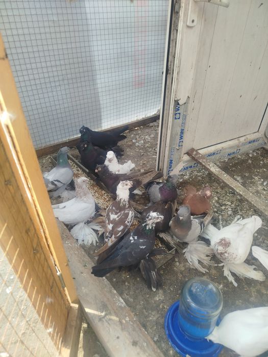 Продам голубеи разных