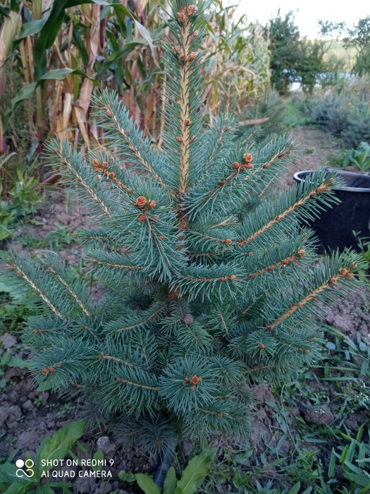Molid argintiu  ”brad argintiu” - Picea pungens Glauca cu balot pamant
