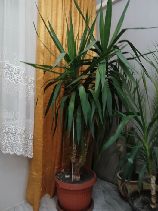 Флора.Озеленяване. Палма.