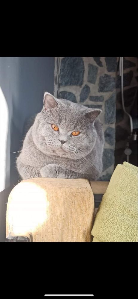 Британско мъжко коте