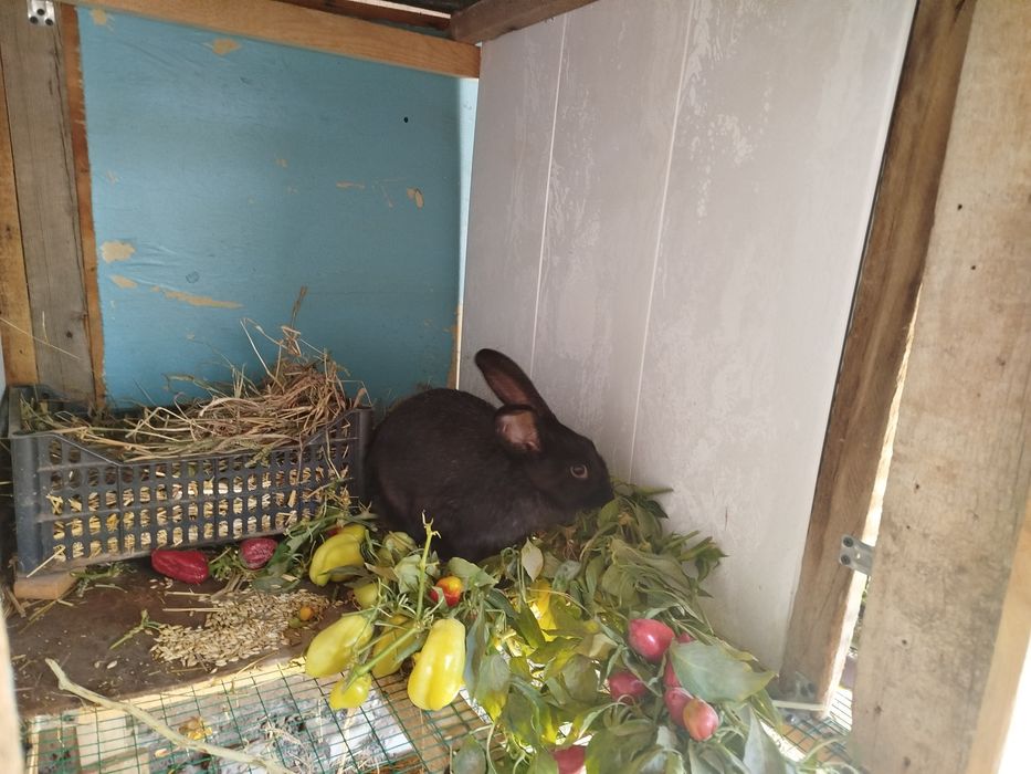 Кролики Quyon sotiladi