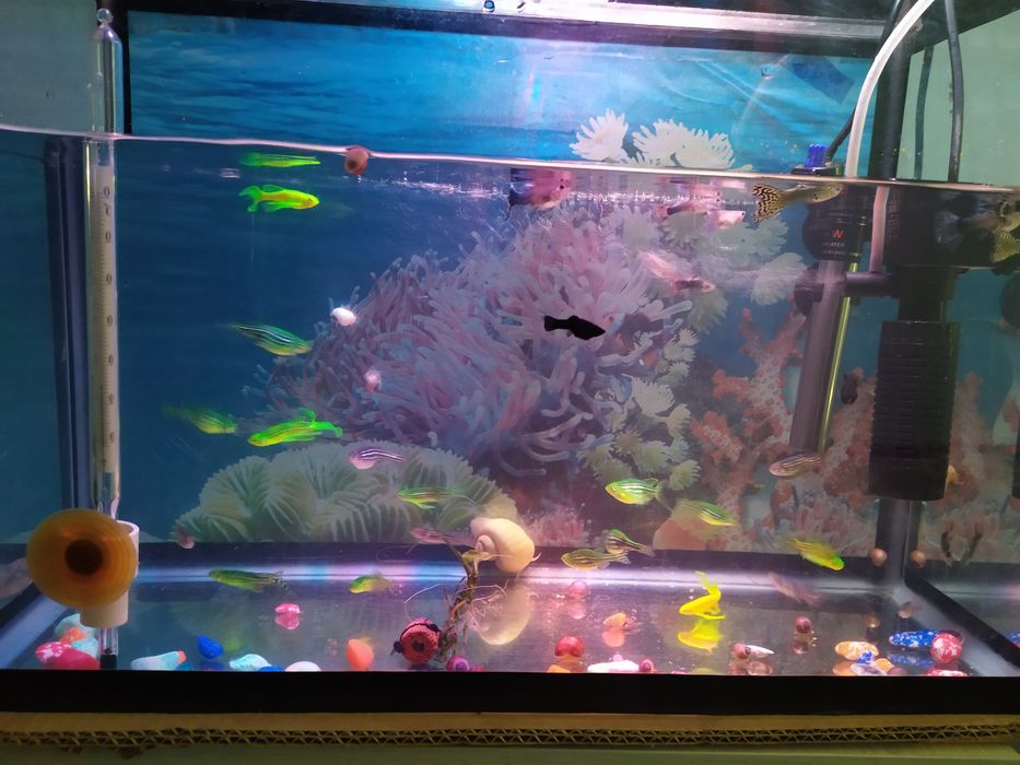 Продам  гурами мраморные  тернеции Данио меченосцы