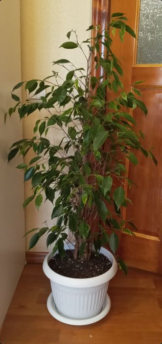 Продам фокус бенджамина