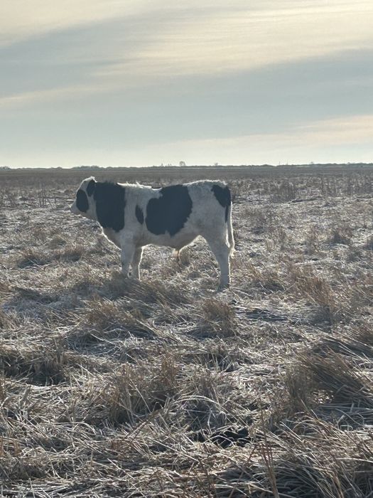 Продам Бычков подсос