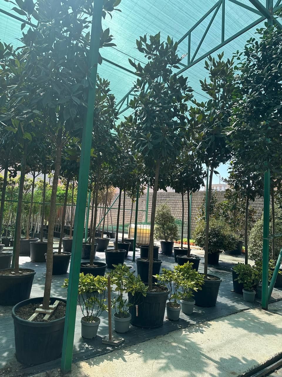 Magnolia Grandiflora Galliosensis