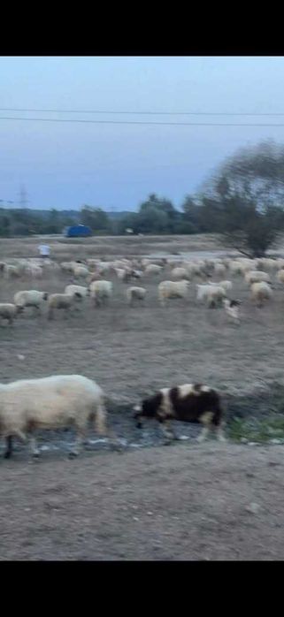 Oi de vânzare – sănătoase, bine îngrijite, preț avantajos