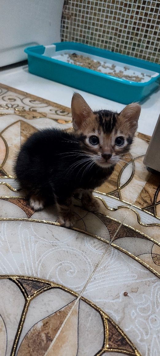 Отдаются 2 котенка