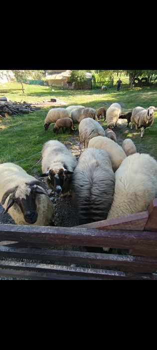 Vand 11 oi si un berbec