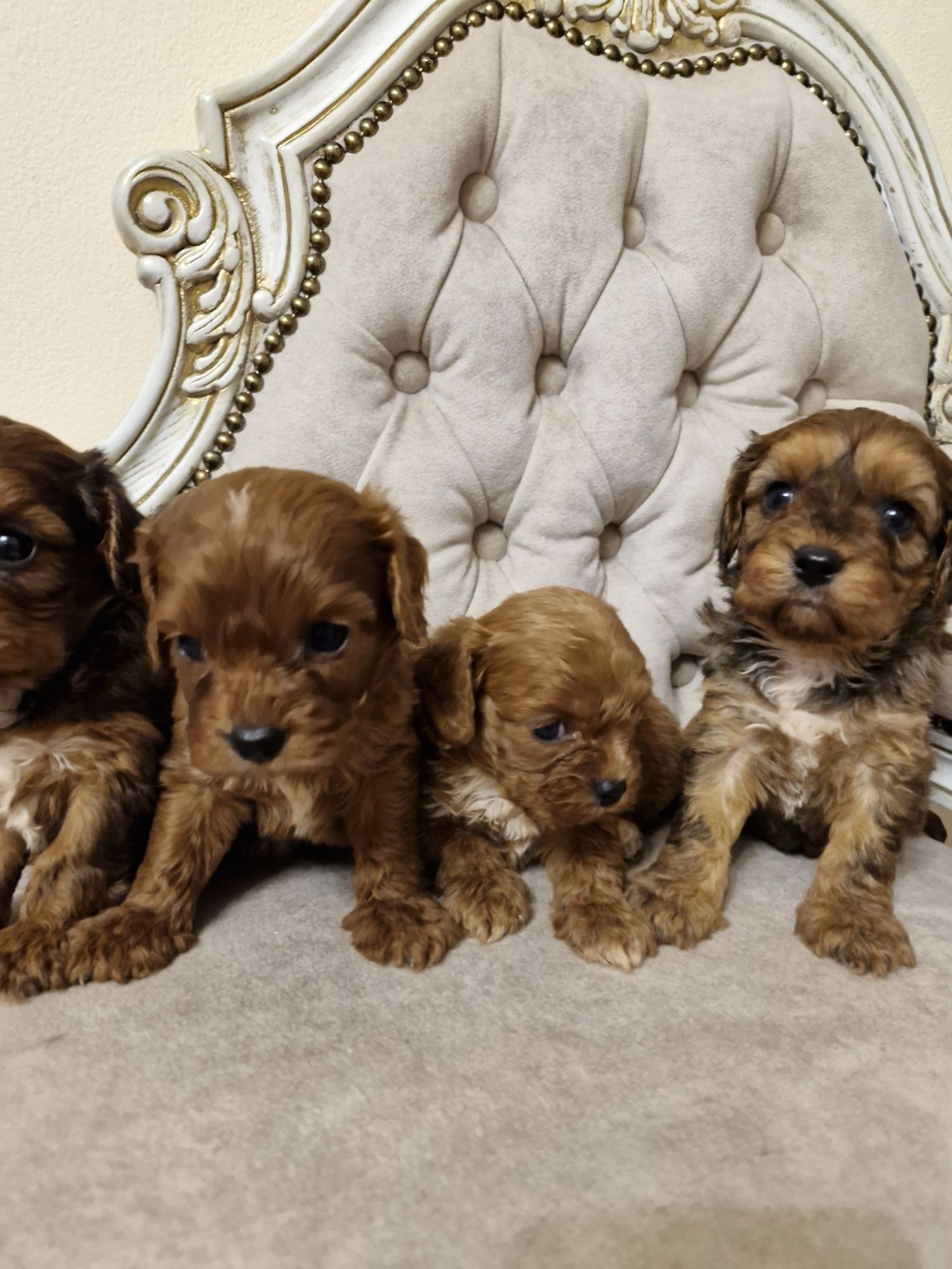 Vand cavapoo din parinti cu pedigree