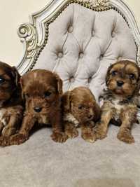 Vand cavapoo din parinti cu pedigree