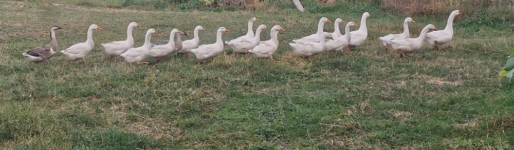 Gâște tinere de vânzare
