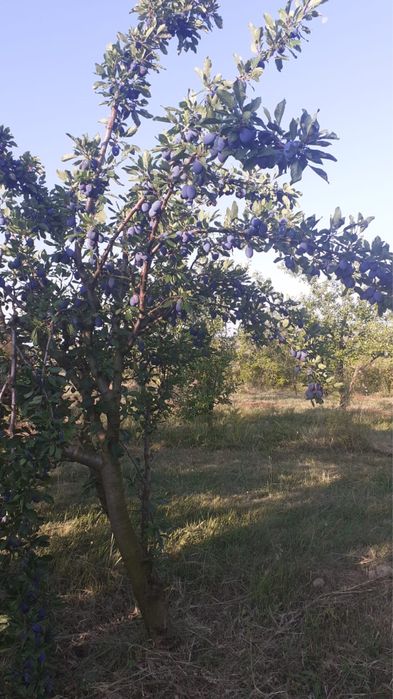 Livada prune 10ha jud Sibiu