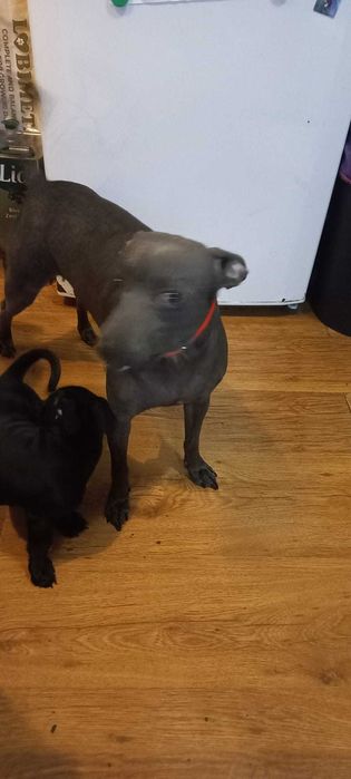 Подарък малки кученца