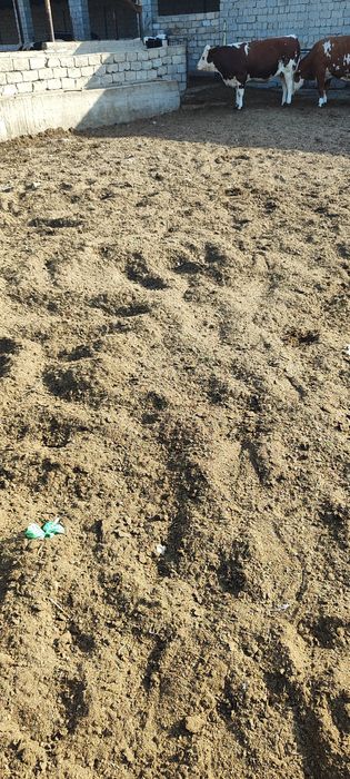 Mol goʻngi quritilgan бесплатно