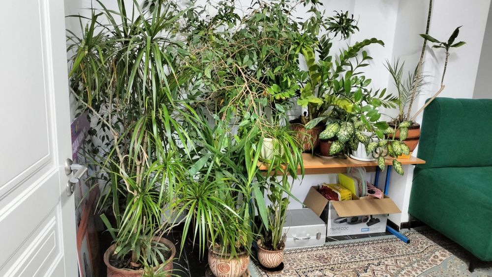 Продам комнатные цветы