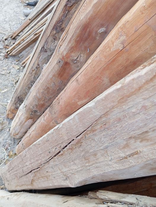 Toʻsin sasna daraxti