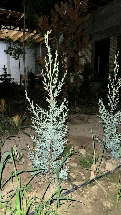 Аризонский кепарис (Италия)